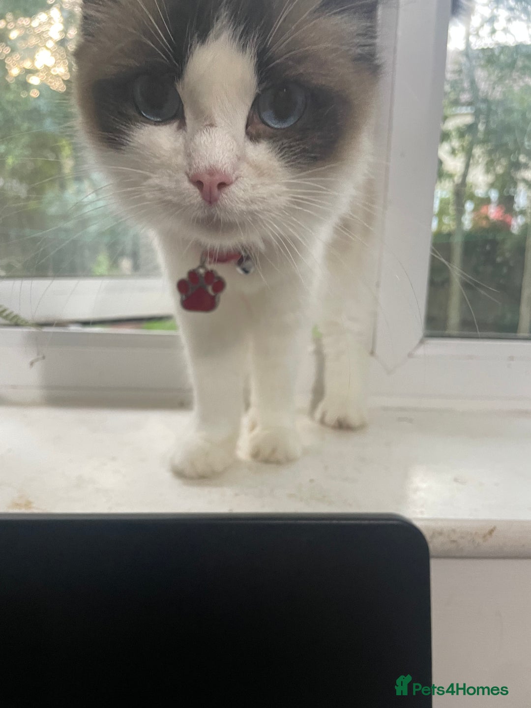Ragdoll cats for sale: Seal Bicolour Ragdoll - Image 4