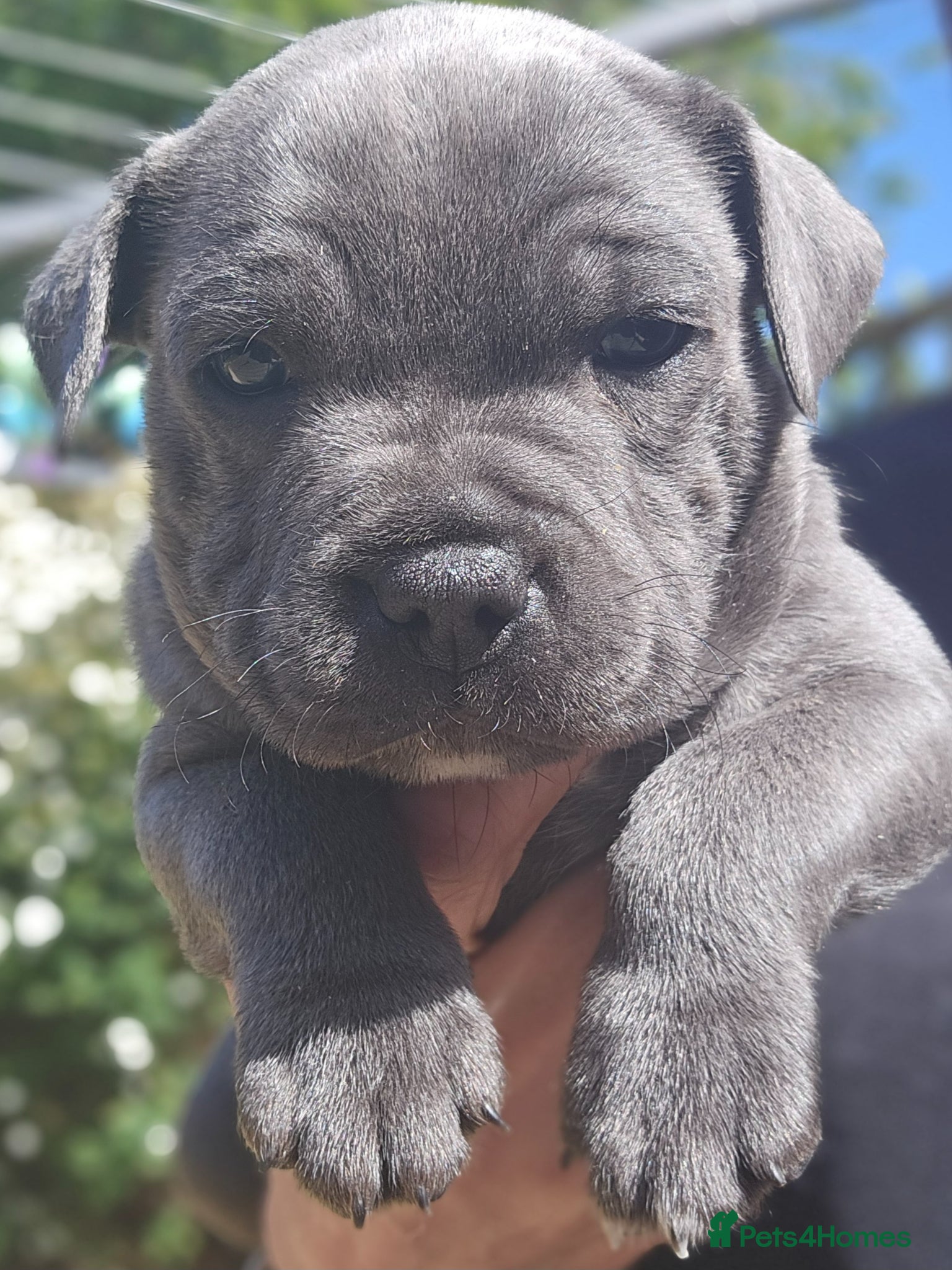 Staffordshire Bull Terrier dogs 💙Just 1 boy left 💙 Blue Staff Pup, KC Reg 💙🐾 - Advert 1