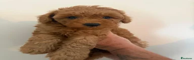 Poochon 1