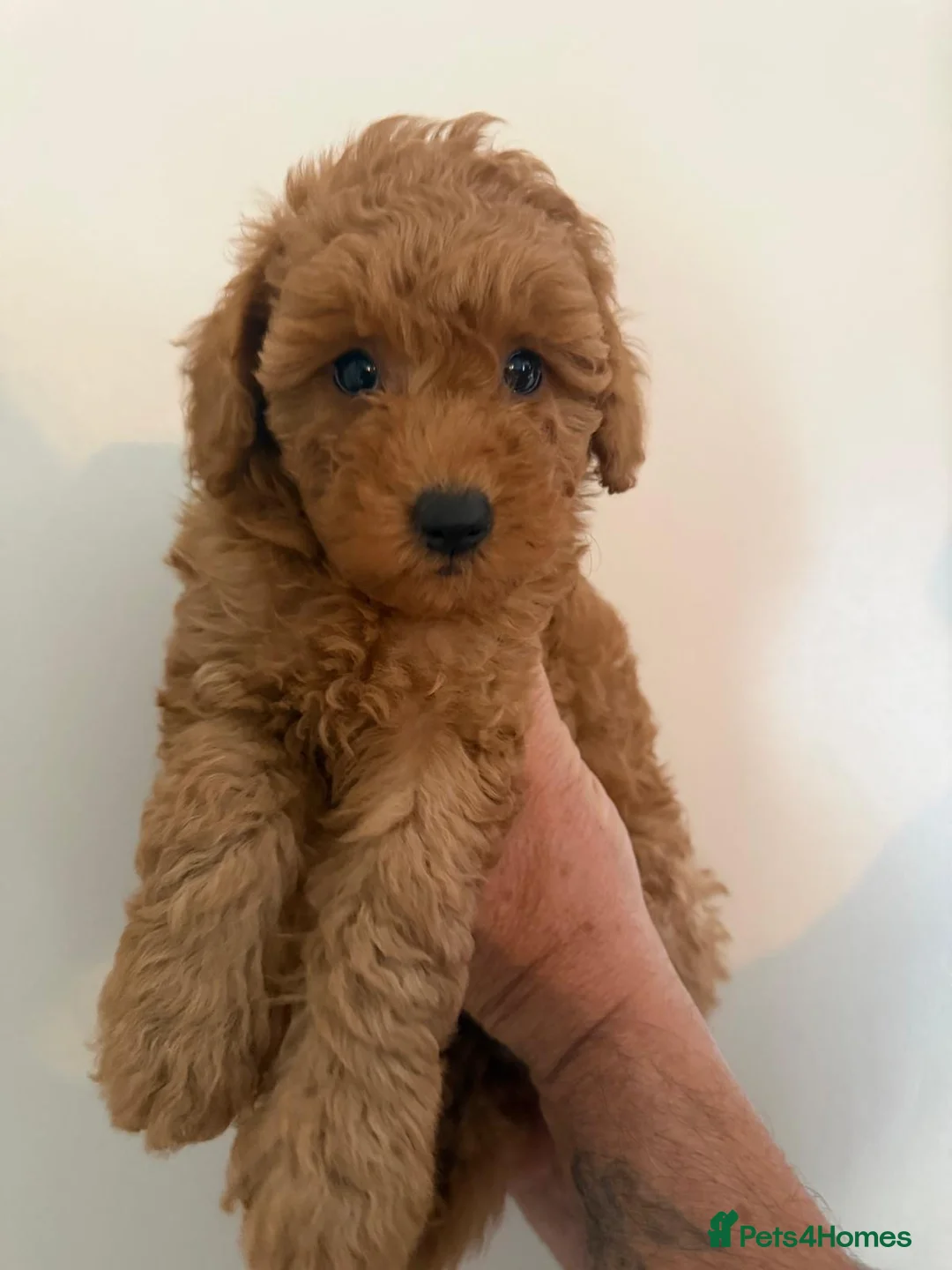 Poochon dogs for sale: Beautiful Red Poochon Girls ❤️ in Sevenoaks - Advert 15
