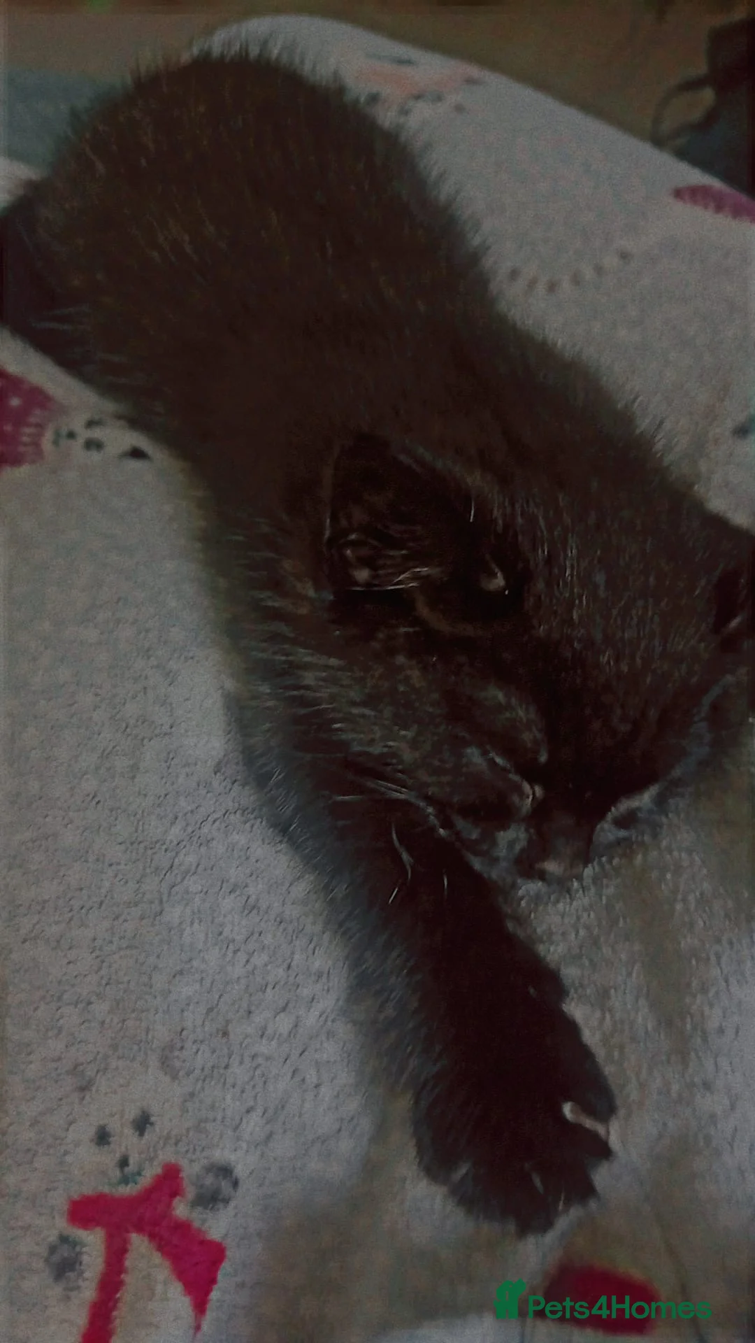 Mixed Breed cats for sale: Three kittens - Advert 2