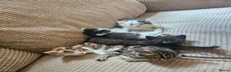Mixed Breed cats for sale: Mixture of Colour kittens in Birmingham - Advert 5