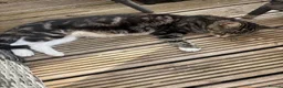 Mixed Breed cats for sale: Kittens - Advert 15