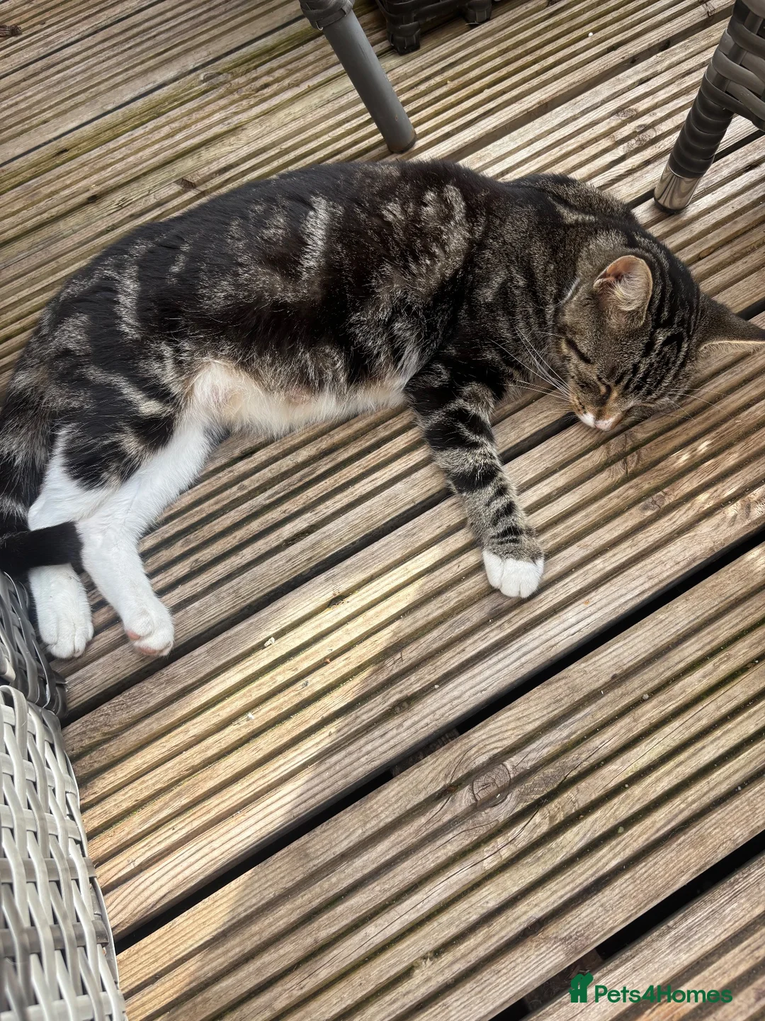 Mixed Breed cats for sale: Kittens - Advert 15