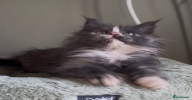 Maine Coon cats Maine coon girl READY NOW ❤️ blue tortie ❤️ - Advert 11