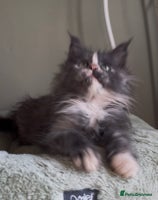 Maine Coon cats Maine coon girl READY NOW ❤️ blue tortie ❤️ - Advert 2