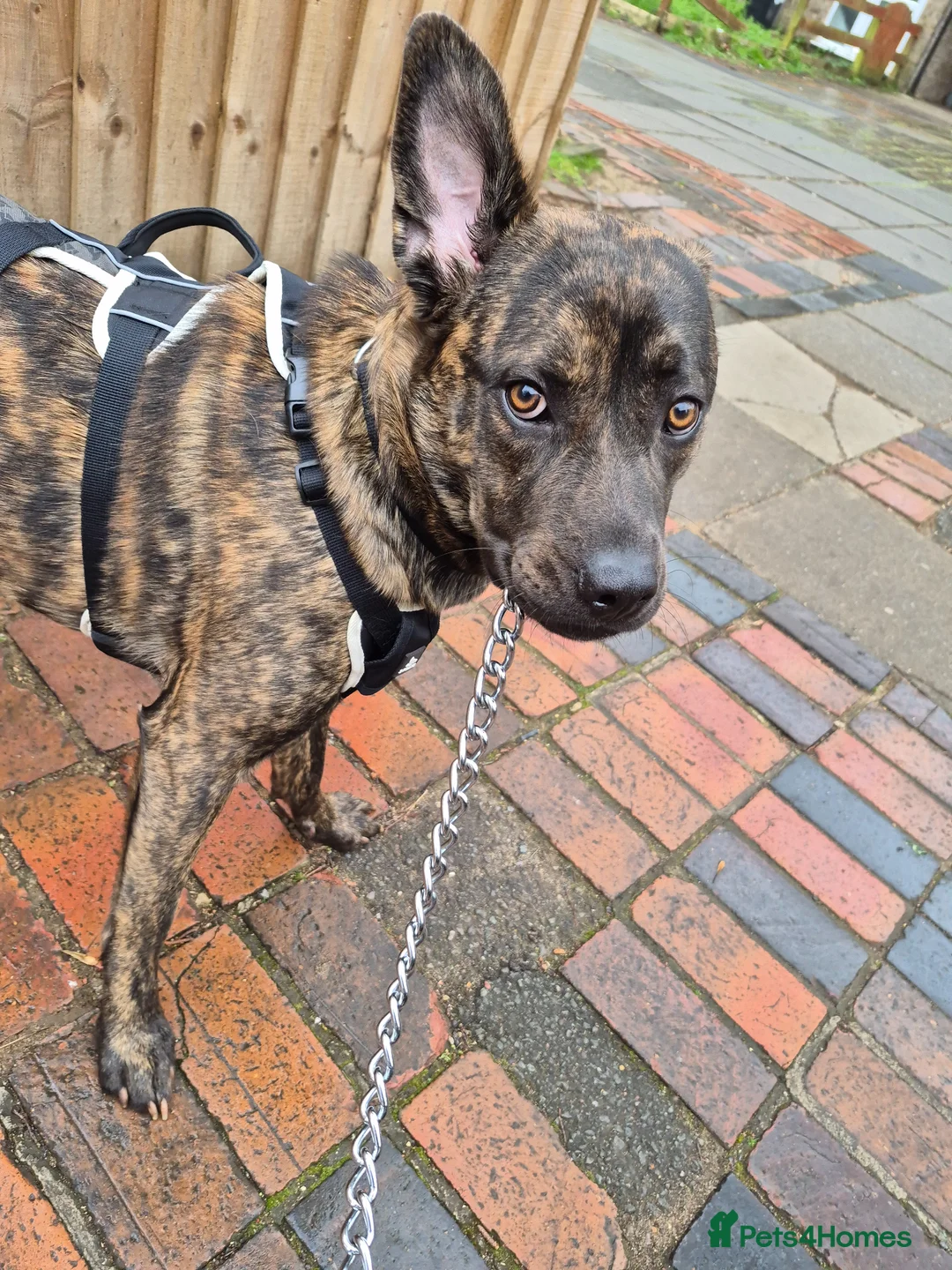 Mixed Breed dogs for sale: Beautiful friendly female puppy 10 months - Advert 1