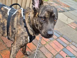 Mixed Breed dogs Beautiful friendly female puppy 10 months - Advert 1