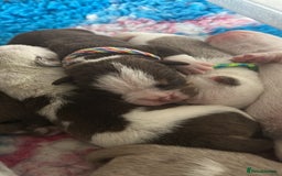 English Bulldog dogs for sale: Outstanding old English bulldogs - Image 3