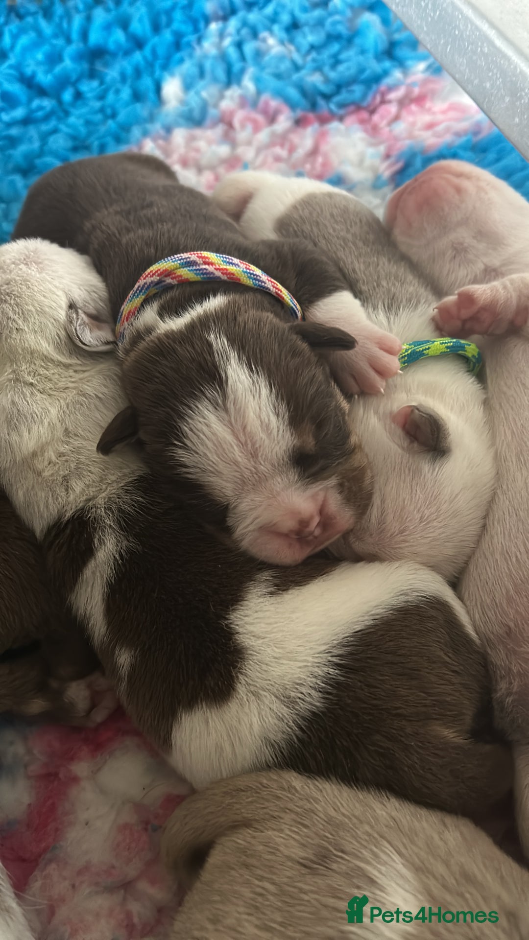 English Bulldog dogs for sale: Outstanding old English bulldogs - Image 3