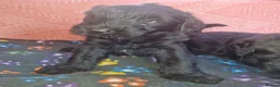 Giant Schnauzer dogs for sale: 2 male Giant schnauzer puppy's remaining  - Advert 11