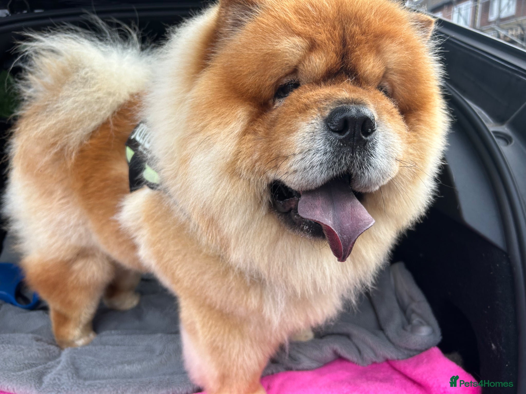 Chow Chow dogs Chow chow stud  - Advert 3
