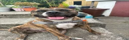 Mixed Breed dogs for sale: Staffy X puppies  - Advert 20