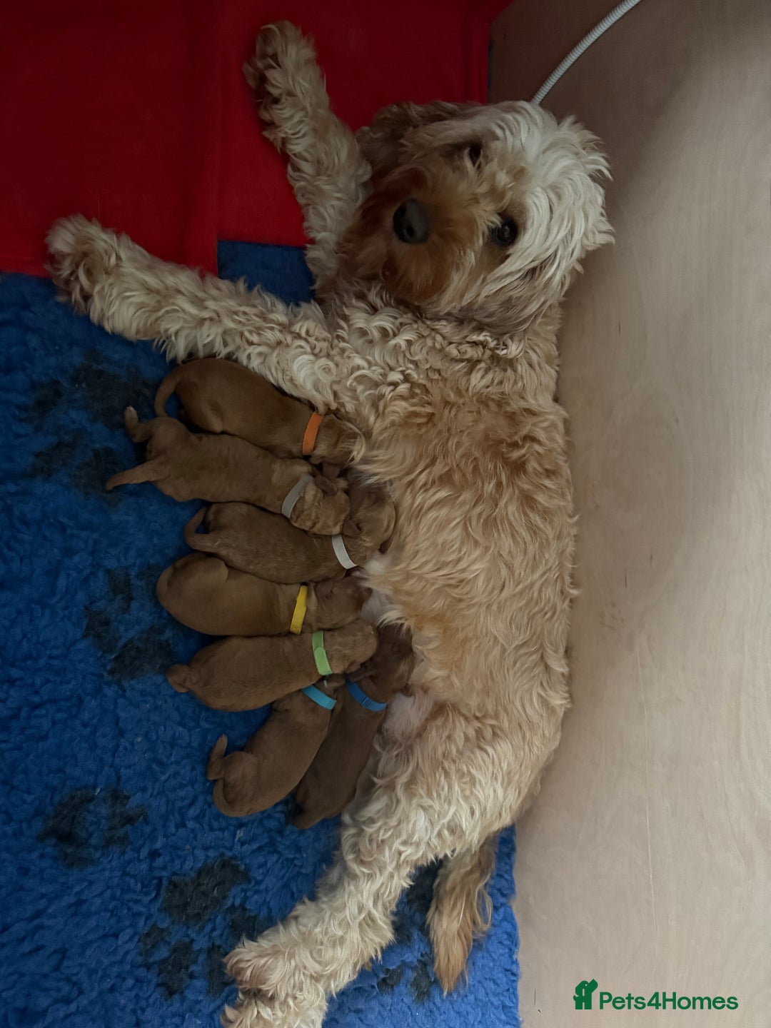 Cavapoo dogs for sale: Beautiful F1B cavapoo “teddy bear” puppies  - Advert 19