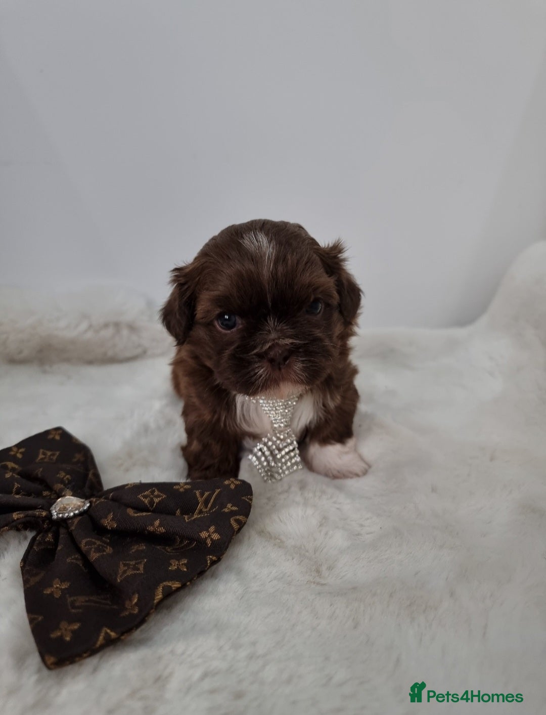 Shih Tzu dogs for sale: 4 Gorgeous Imperial Shih Tzu Boys - Advert 10