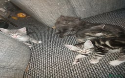 RagaMuffin cats for sale: Tabby X Ragdoll Kittens - Image 5