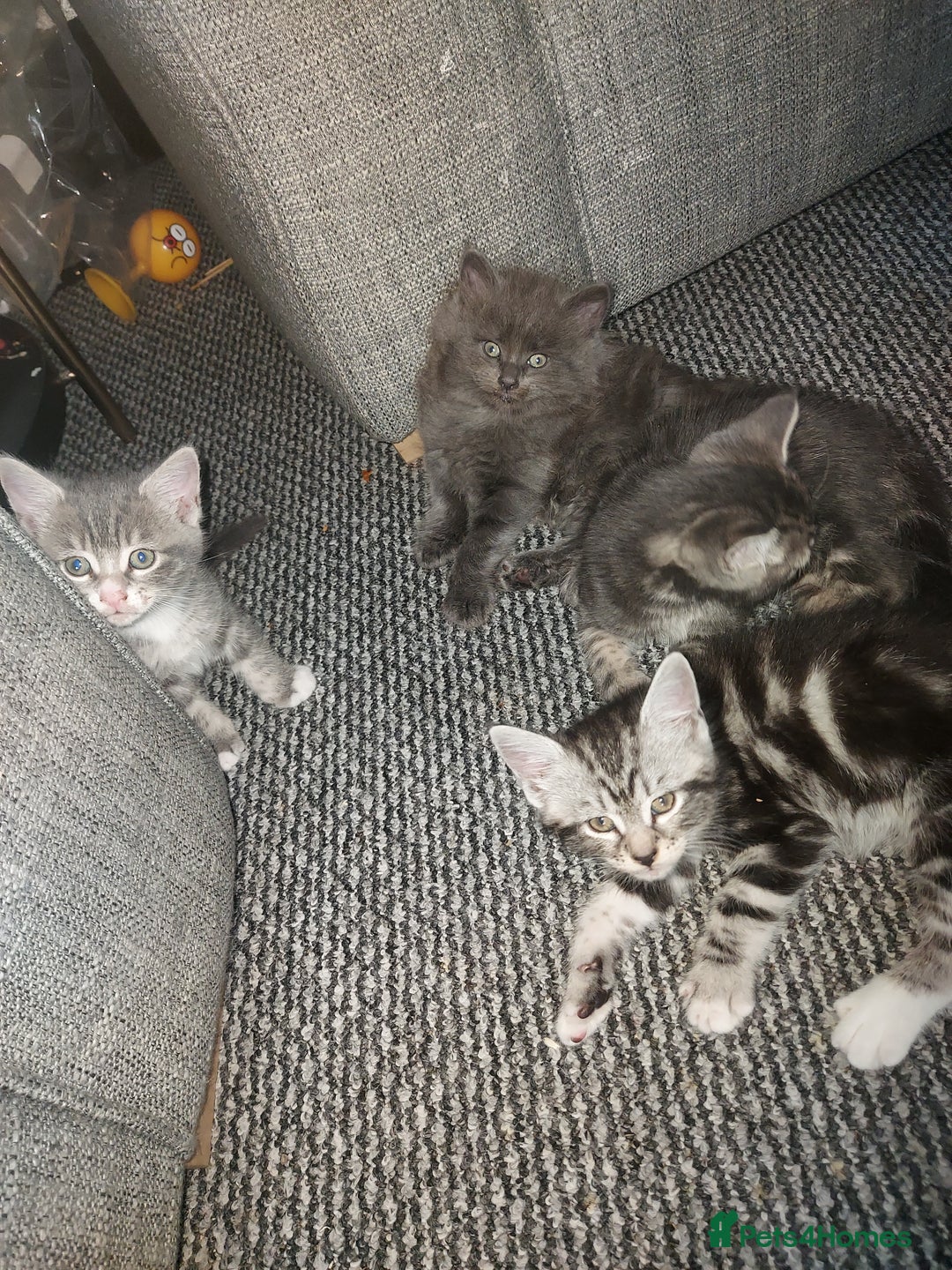 RagaMuffin cats for sale: Tabby X Ragdoll Kittens - Image 5