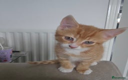Mixed Breed cats for sale: 07759 033951 1 tabby girl  - Image 15
