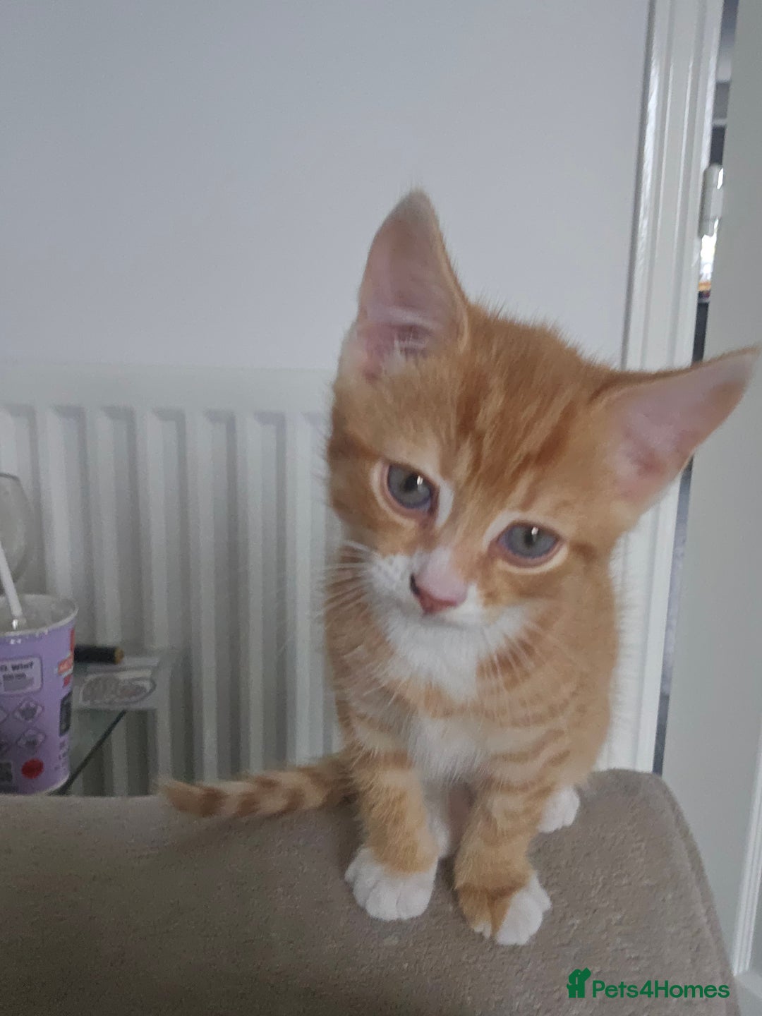 Mixed Breed cats for sale: 07759 033951 1 tabby girl  - Image 15