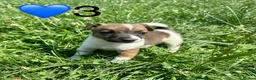 Jack Russell dogs for sale: Beautiful Jack Russell Pups Ready for Forever Home - Advert 22