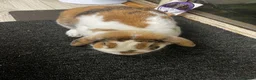 Mini Lop rabbits for sale: Tri coloured mini lop looking for new home  - Advert 3
