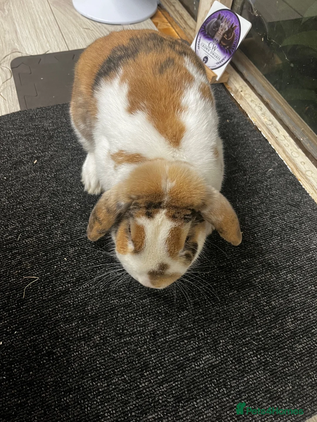 Mini Lop rabbits for sale: Tri coloured mini lop looking for new home  - Advert 3