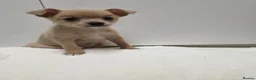 Pomchi dogs for sale: 🐾 Beautiful Pomchi × Chihuahua Puppies 🐾 in Swindon - Advert 3