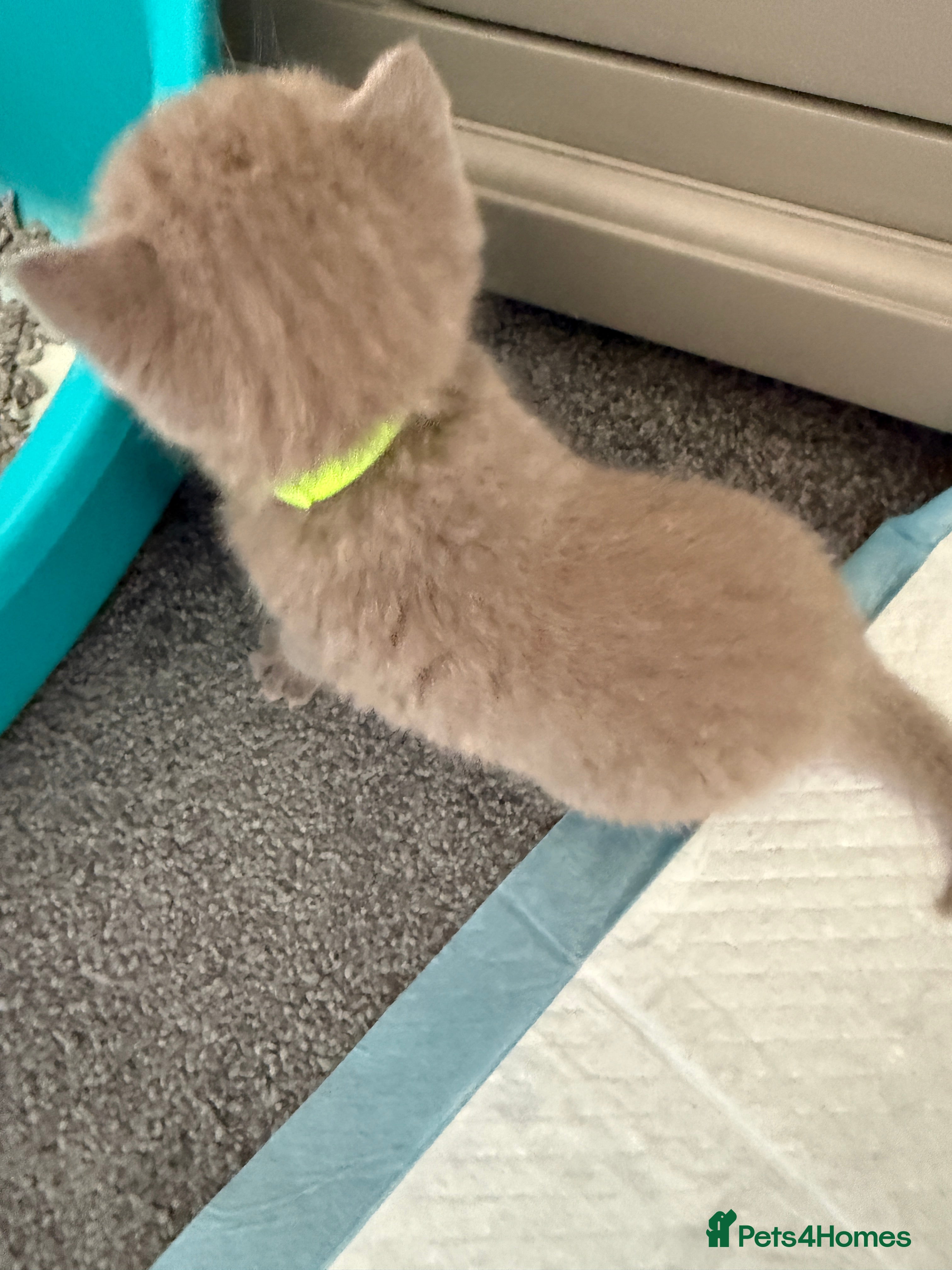British Shorthair cats 5 Pedigree BSH Blue & Lilic TICA registered  - Advert 2