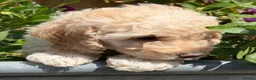 Cockapoo dogs for sale: Stunning F1B Cockapoo puppies  - Advert 24