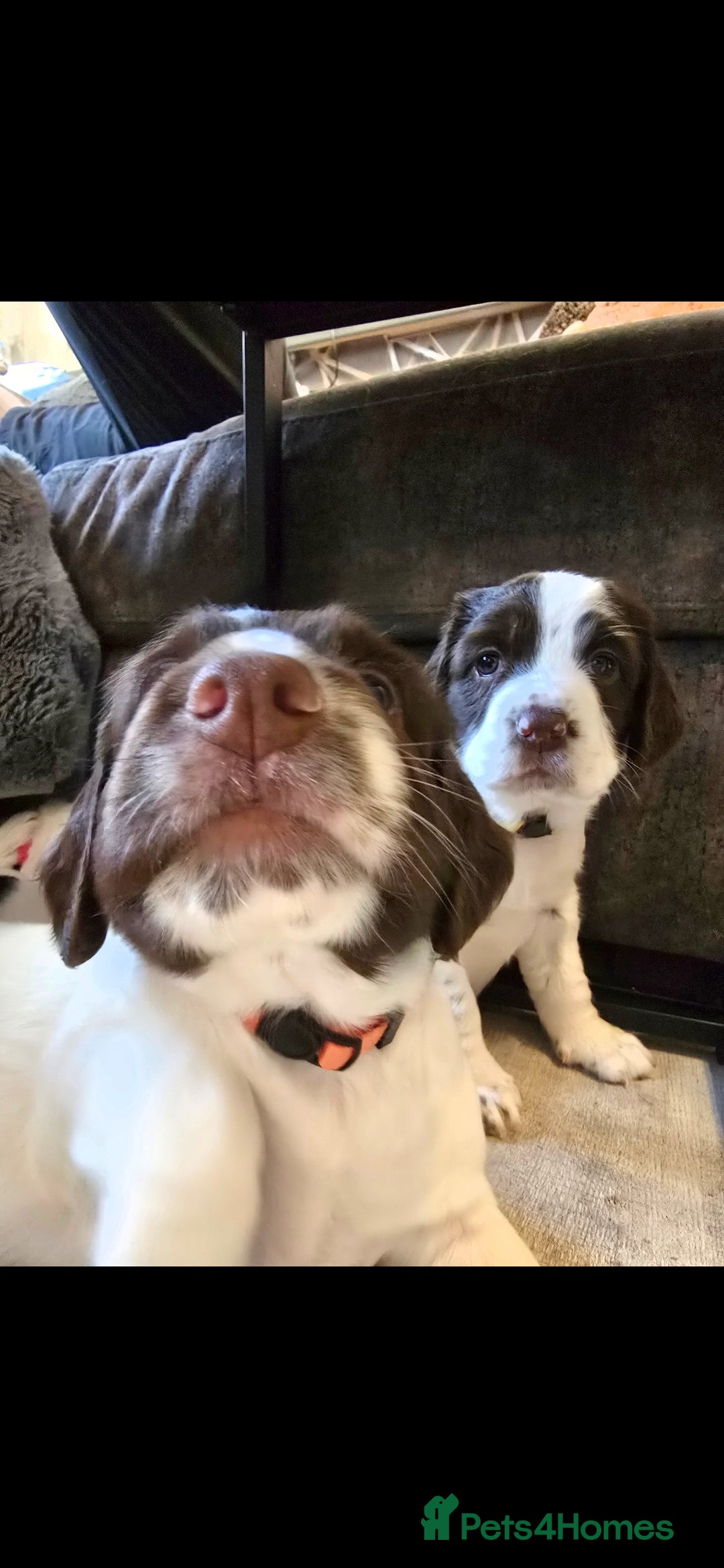 English Springer Spaniel dogs Health Tested KS English Springer Spaniel puppies  - Advert 3