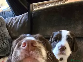 English Springer Spaniel dogs Health Tested KS English Springer Spaniel puppies - Advert 3