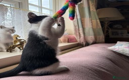 Maine Coon cats for sale: Half Maine Coon kittens**ready now** - Image 23