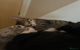 Mixed Breed cats for sale: Adorable kittens ready for loving homes! - Image 31