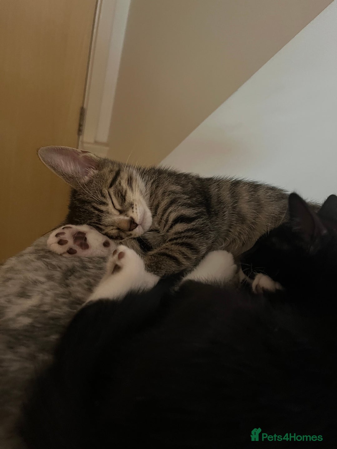 Mixed Breed cats for sale: Adorable kittens ready for loving homes! - Image 31