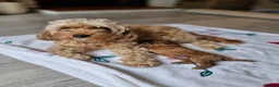 Cavapoo dogs for sale: Beautiful F1b Cavapoo boys looking for loving home in Southampton - Advert 7