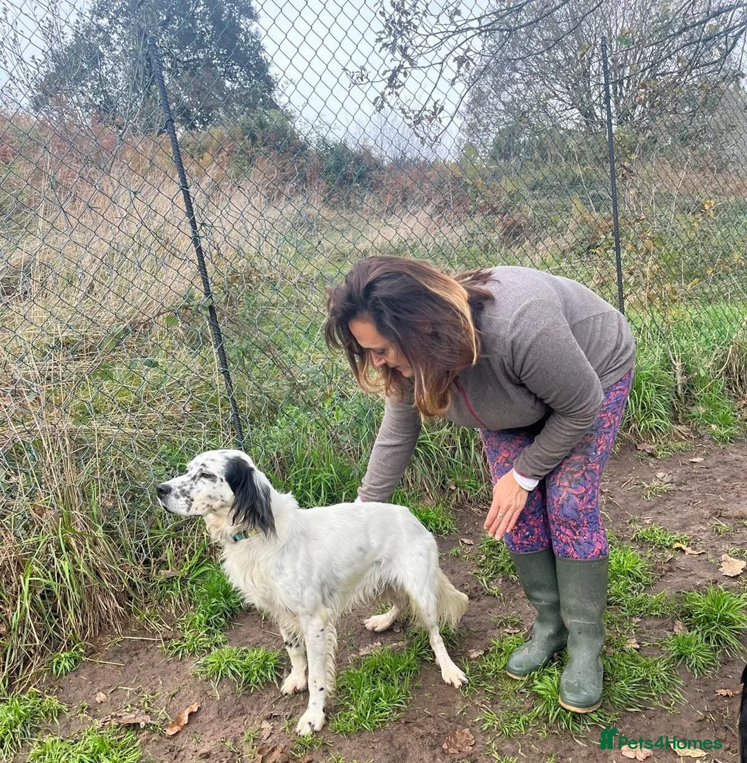 English Setter dogs for adoption: Ola   - Advert 3