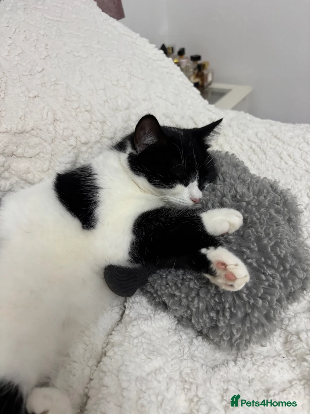 Mixed Breed cats for sale: Gorgeous kittens - Advert 2