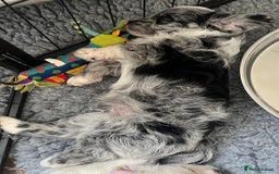 Mixed Breed dogs for sale: Beautiful Peekapoo’s very rare breed - Image 16