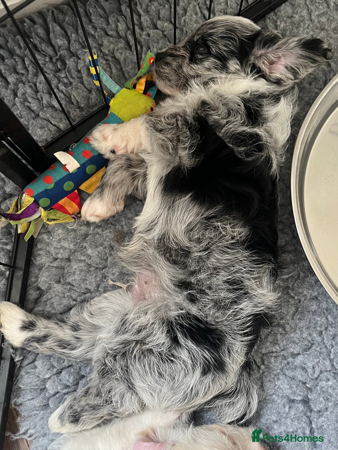 Mixed Breed dogs for sale: Beautiful Peekapoo’s very rare breed - Image 16