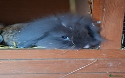 Mixed Breed rabbits for sale: Last Minilop, lionhead, mixed breed baby rabbits. - Image 2