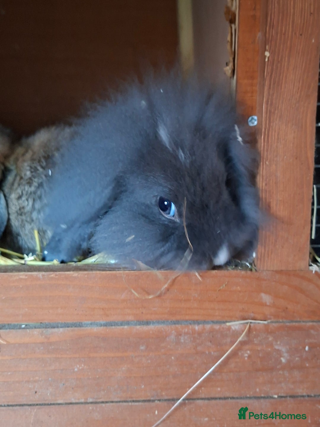 Mixed Breed rabbits for sale: Last Minilop, lionhead, mixed breed baby rabbits. - Image 2