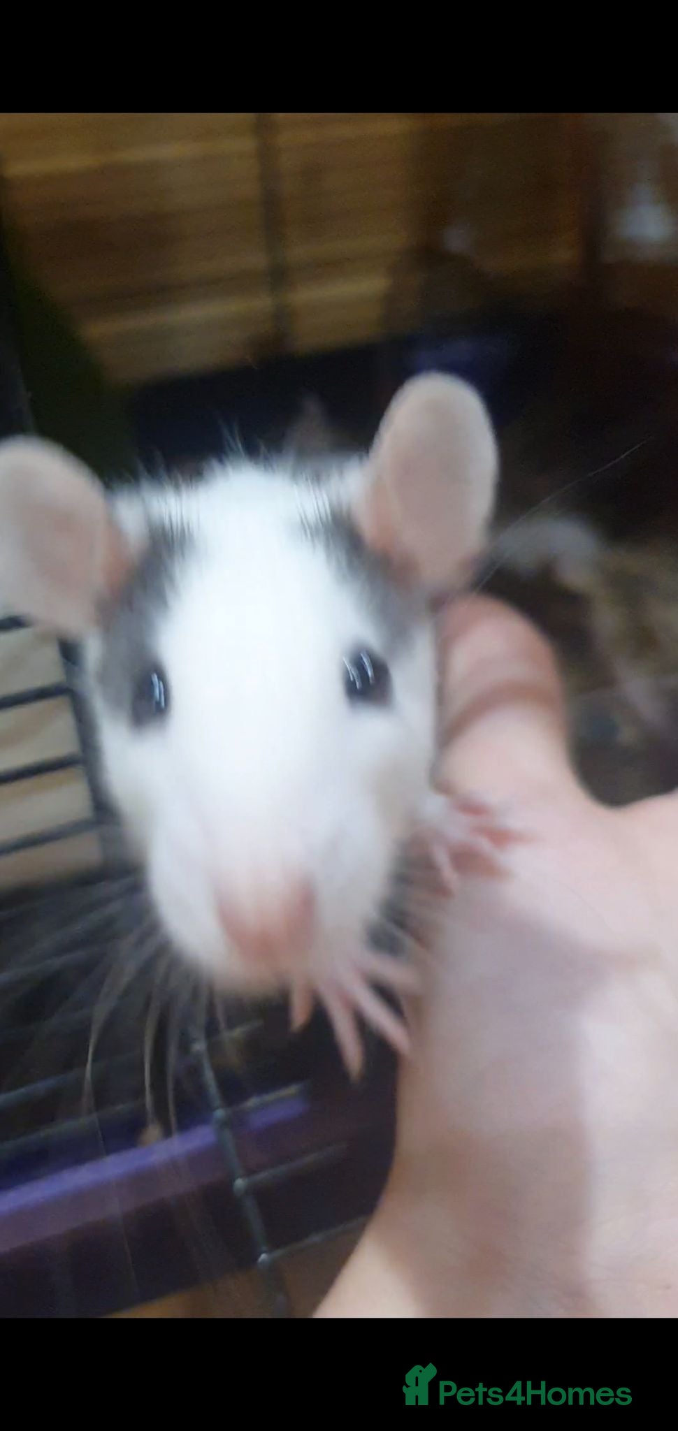 Rat rodents Beautiful babies ready NOW!  - Advert 1