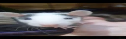 Rat rodents for sale: Beautiful babies ready NOW!  - Advert 1