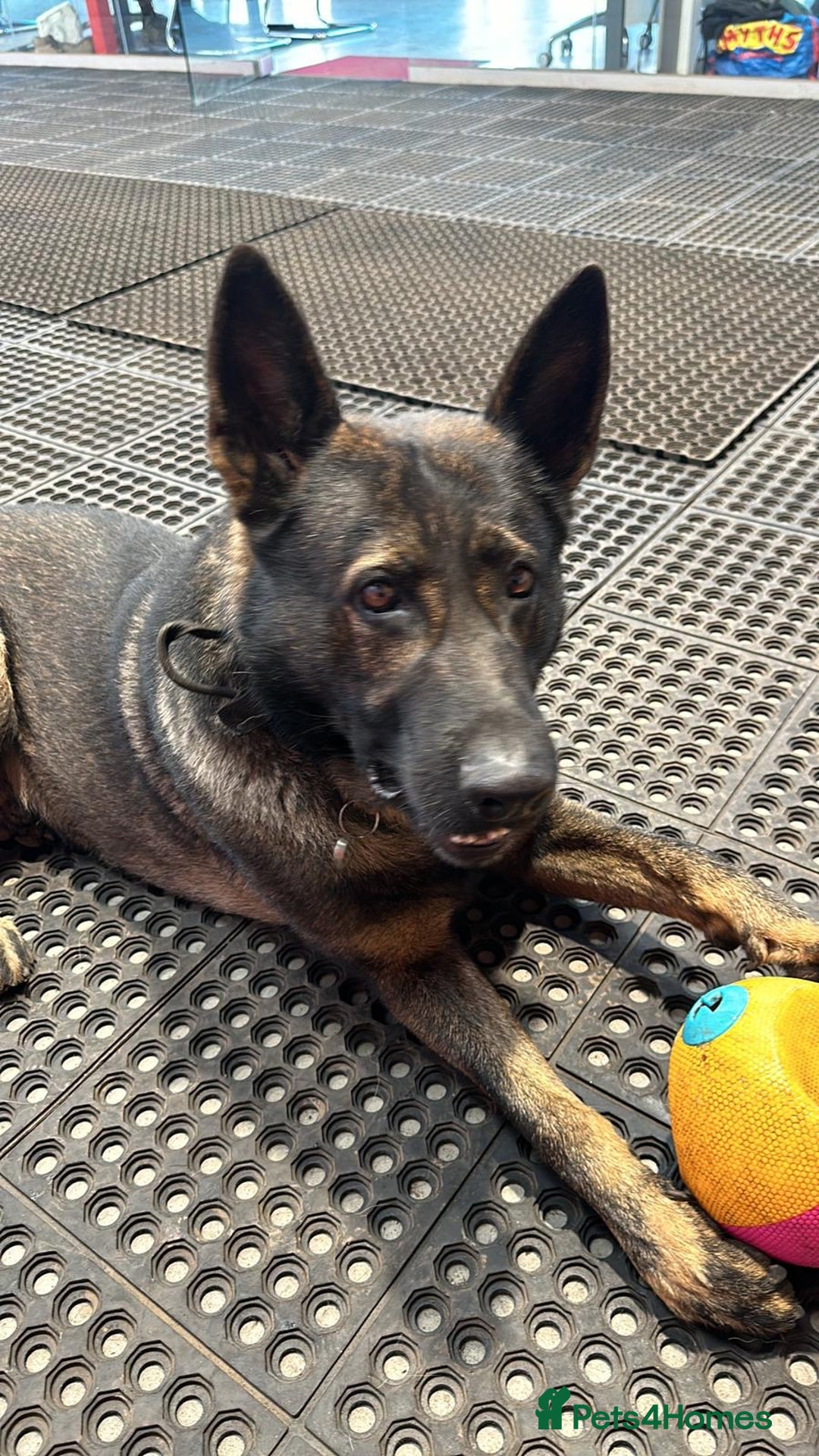 German Shepherd dogs for sale: Germany 🇩🇪 shepherd puppies dogs 🐕 big boned - Image 6
