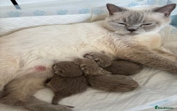 British Shorthair cats for sale: 2 girls available  - Image 6