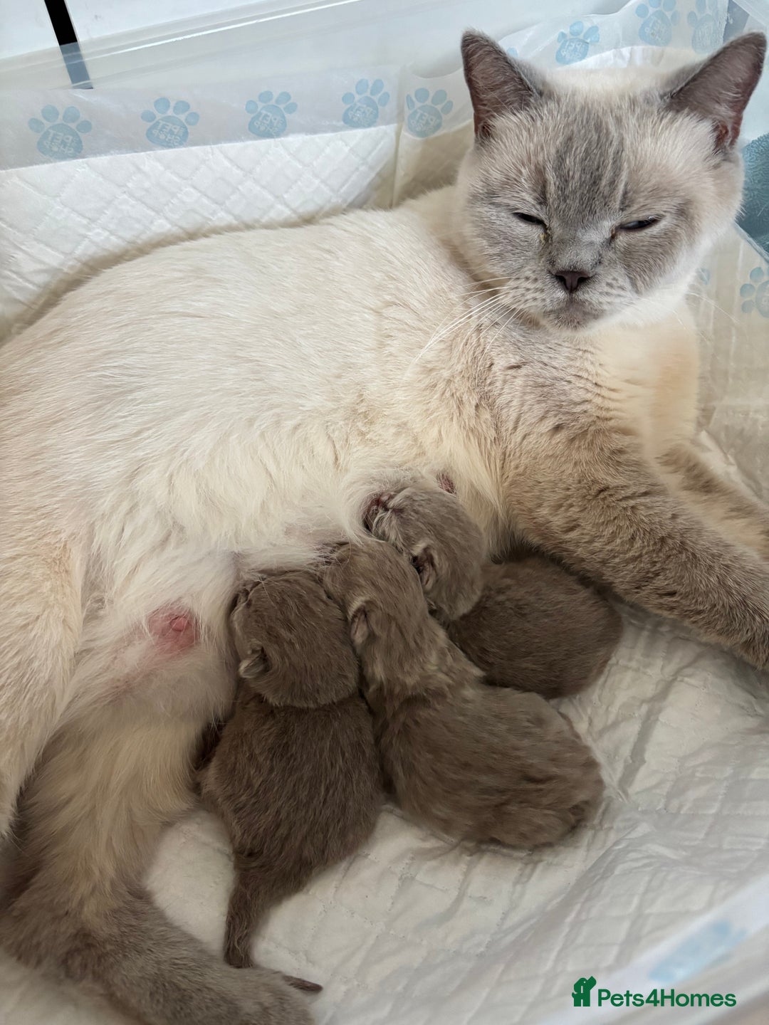 British Shorthair cats for sale: 2 girls available  - Image 6
