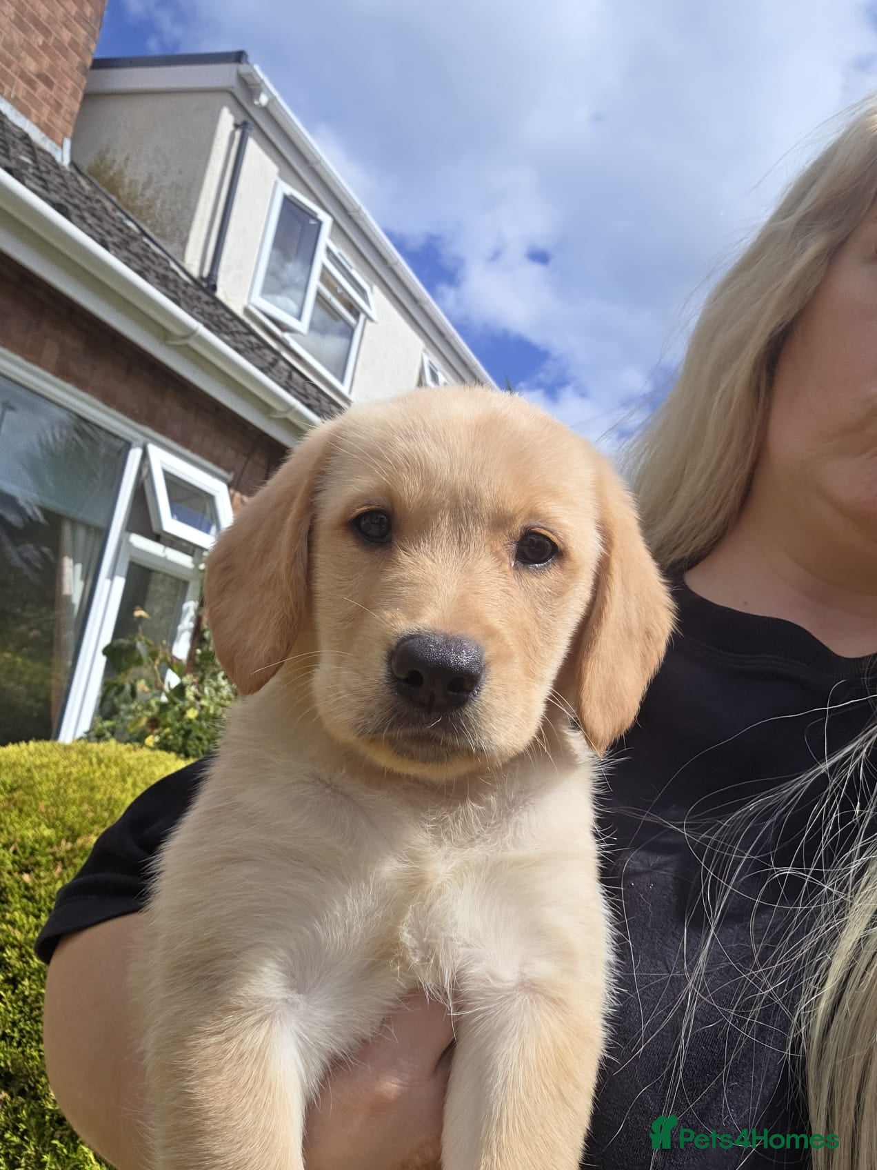 Goldador dogs Ready Now Gorgeous Goldador Puppies - Advert 1