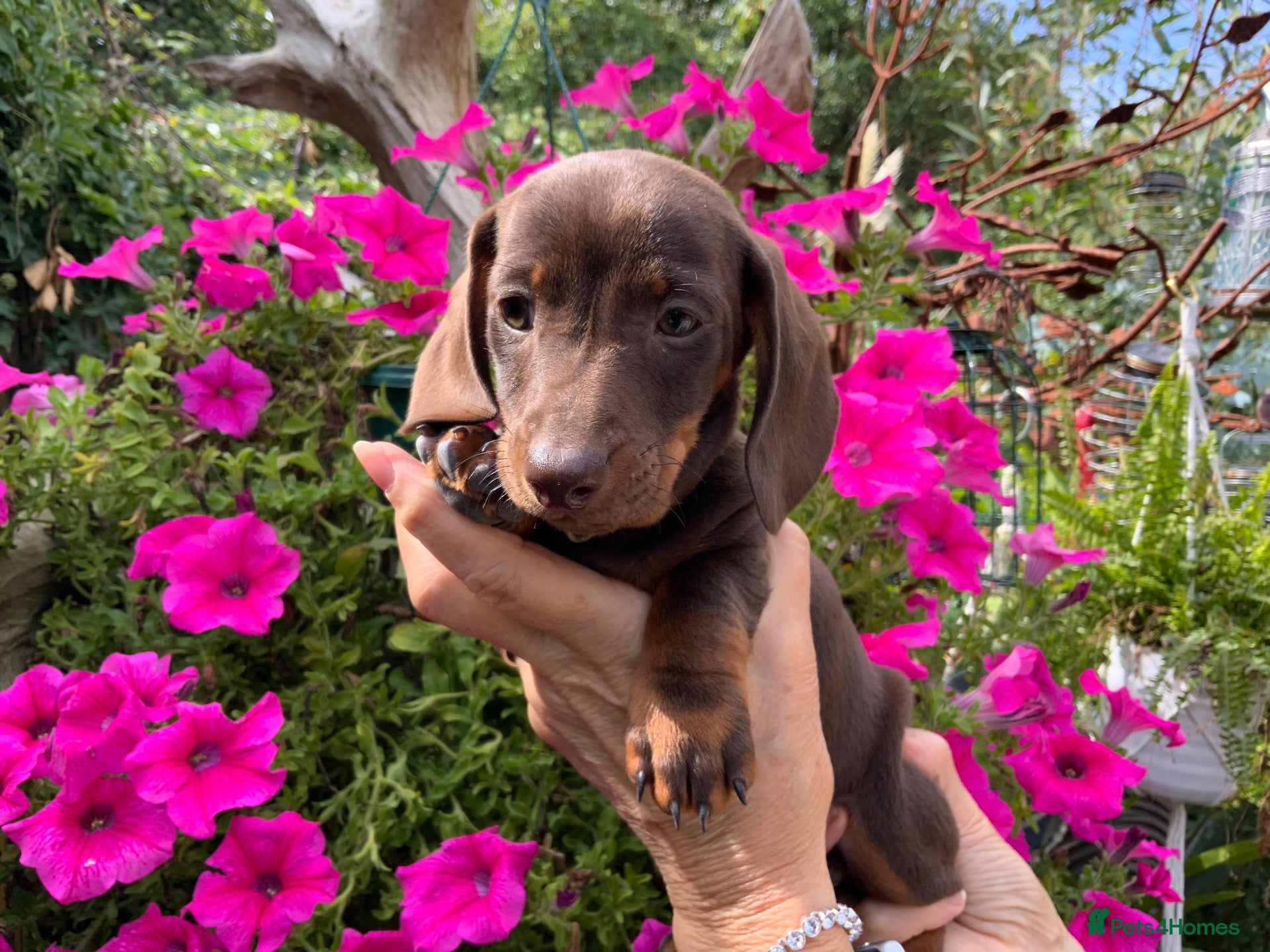Miniature Dachshund dogs Funny happy miniature dachshund puppies - Advert 1