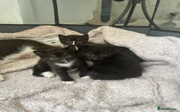 Domestic Shorthair cats for sale: Gorgeous kittens - Image 2