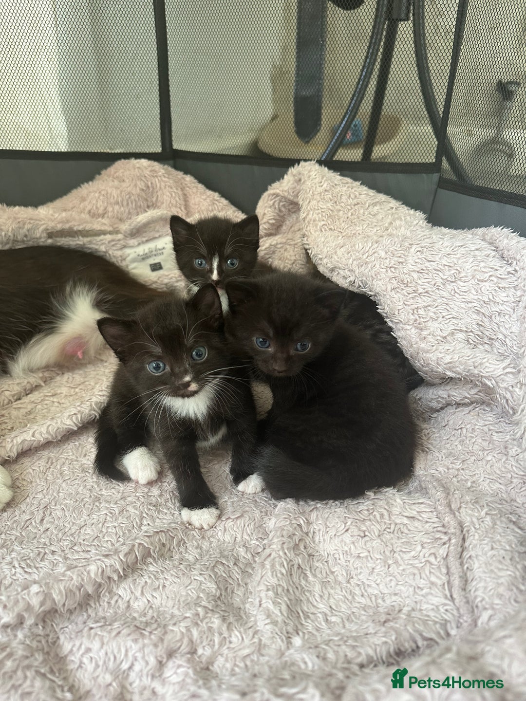 Domestic Shorthair cats for sale: Gorgeous kittens - Image 2